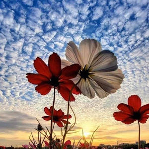 Meet your Posher, Flora de